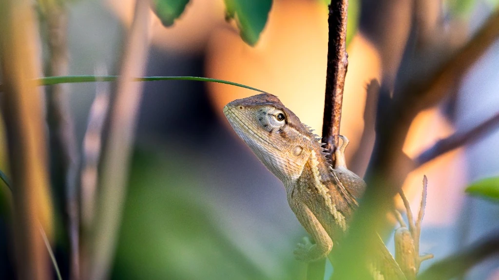 Agame des jardins (Lézard arboricole) - Bordures forestières de Bardia