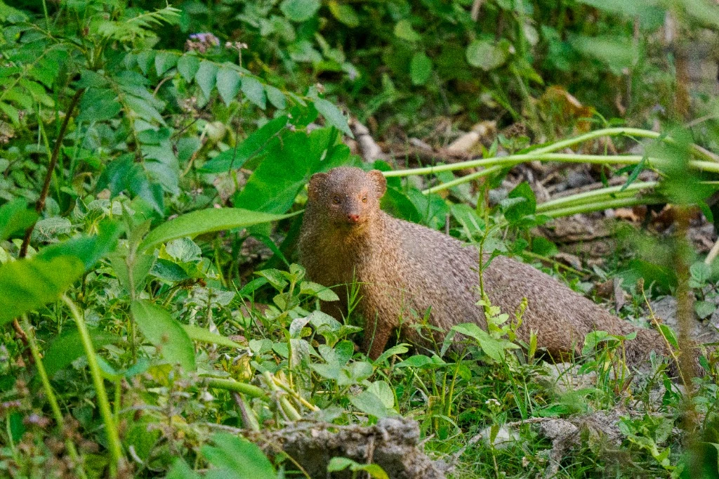 Mangouste grise d'Inde - Parc national de Bardia