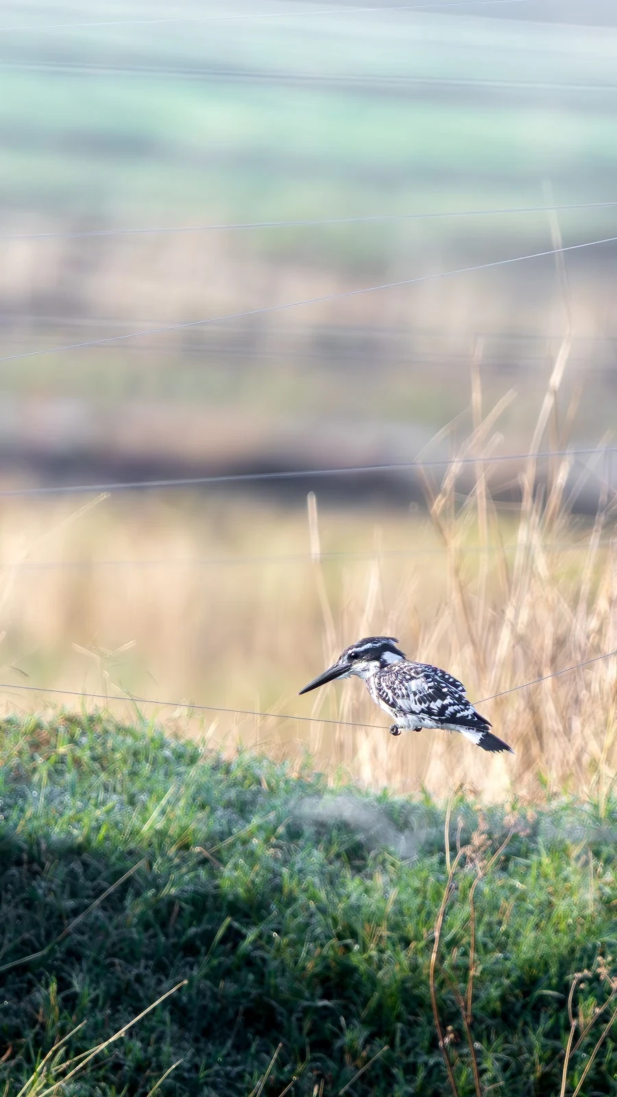 Martin-pêcheur pie (Pied Kingfisher) - Rivière Rapti • Chitwan