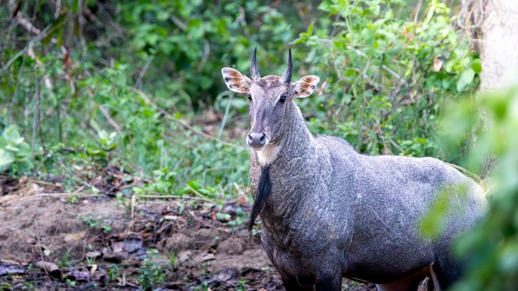Taureau bleu (Mâle Nilgaut adulte) - Parc national de Suklaphanta