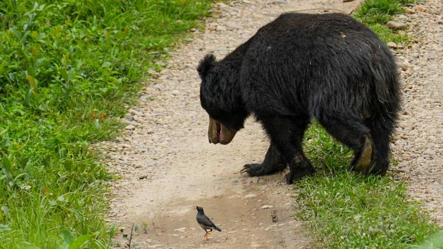 Ours lippu sur le sentier - Parc national de Chitwan