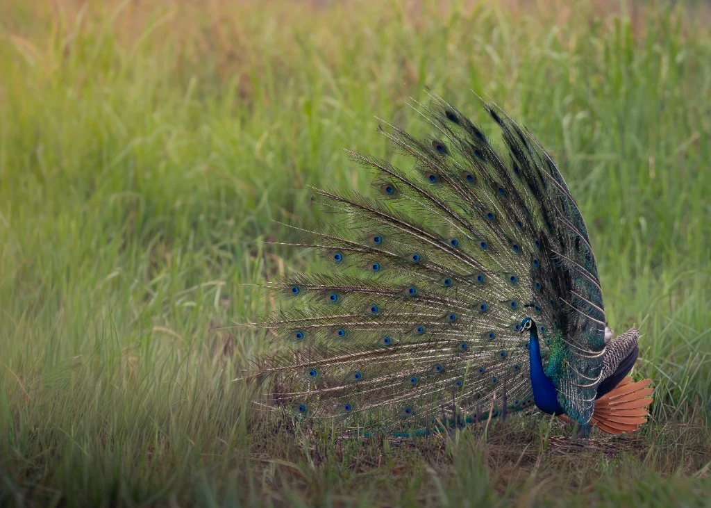 Paon bleu déployant sa traîne - Prairies de Suklaphanta