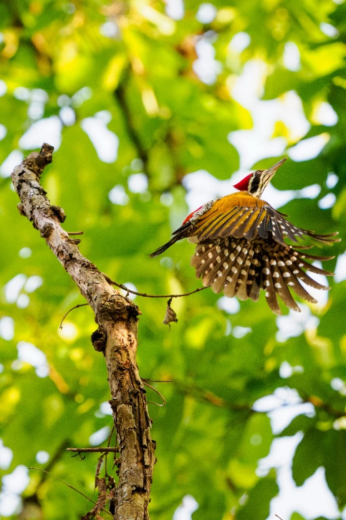 Pic à dos d'or (Flameback) - Forêts de Bardia