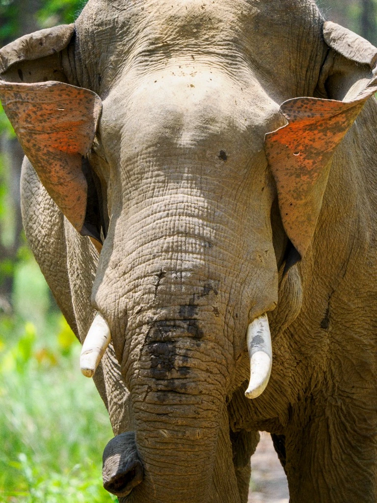 Portrait d'Éléphant d'Asie - Forêt primaire de Bardia