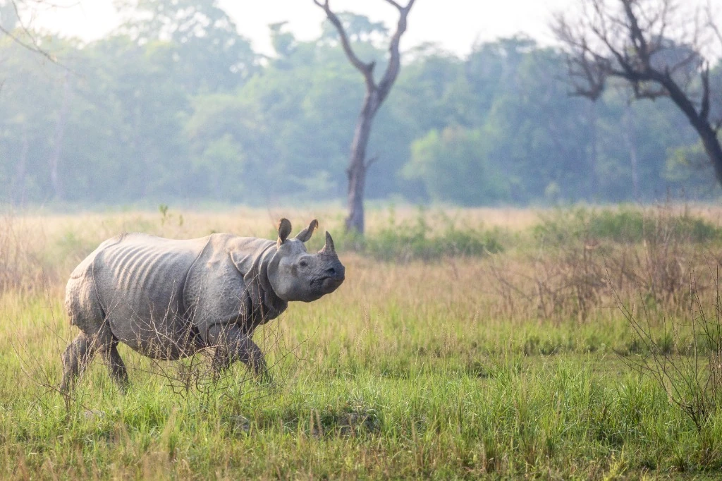 Grand Rhinocéros unicorne - Parc national de Chitwan