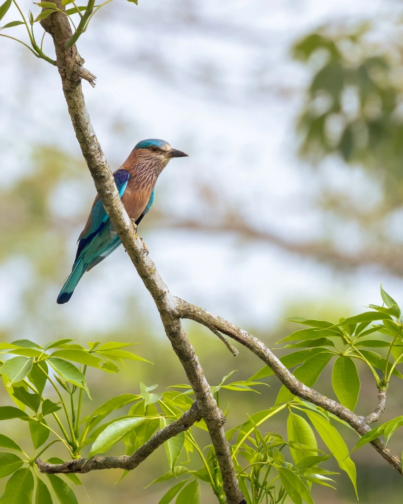 Rollier indien (Indian Roller) - Plaines de Suklaphanta
