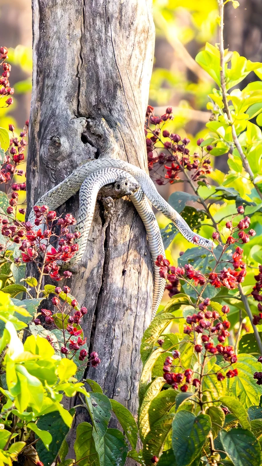 Serpent d'eau du Terai - Rivière Rapti • Chitwan