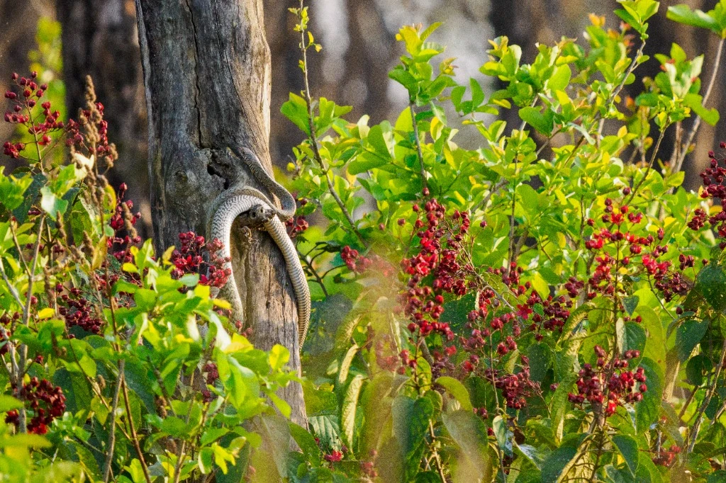 Serpent de la jungle en affût - Zones humides de Bardia