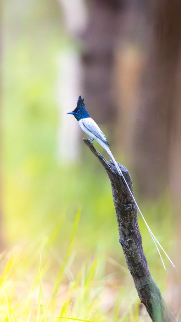 Tchitrec de paradis d'Asie (Asian Paradise Flycatcher) - Sous-bois préservés de Bardia