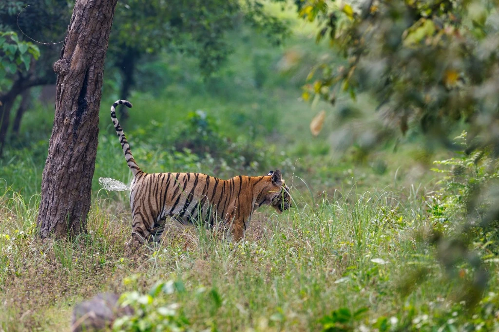 Tigre du Bengale en territoire - Parc national de Bardia