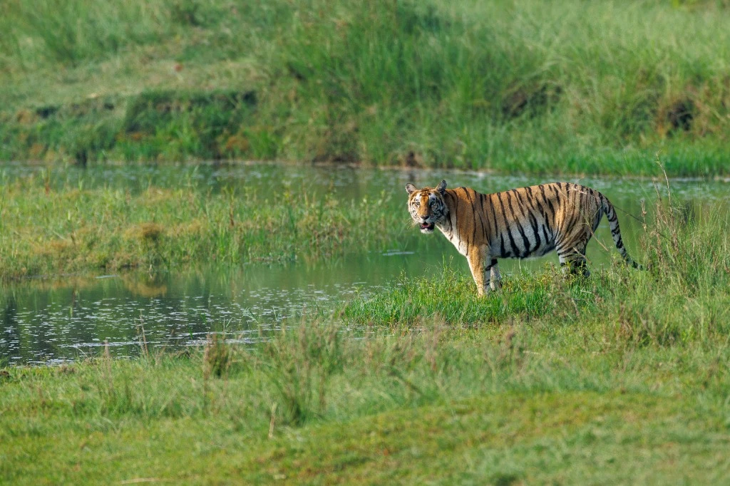 Tigre du Bengale au point d'eau - Parc national de Bardia
