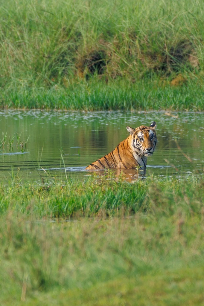 Tigre du Bengale à la baignade - Plaines inondables de Bardia
