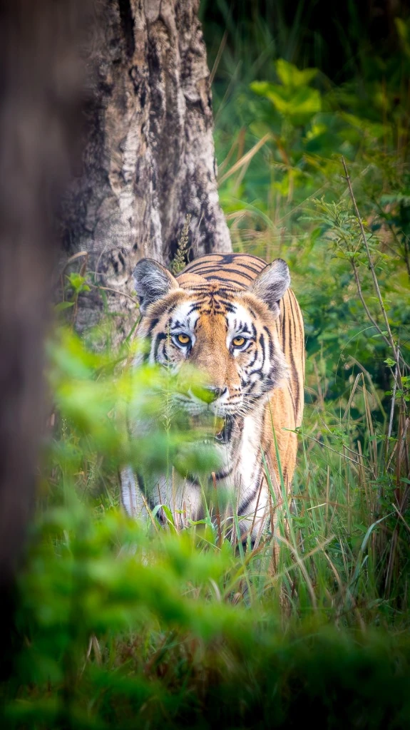 Regard perçant du Tigre - Forêt dense de Bardia