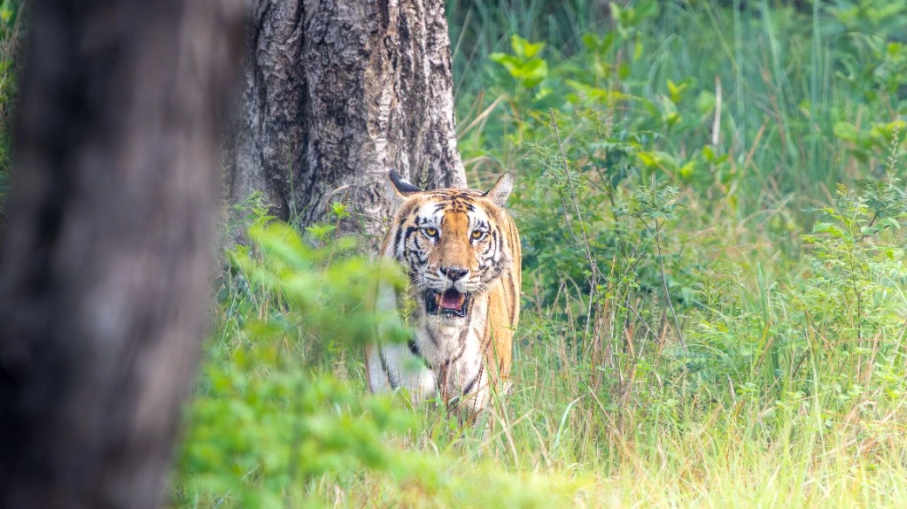 Tigre du Bengale en approche - Parc national de Bardia