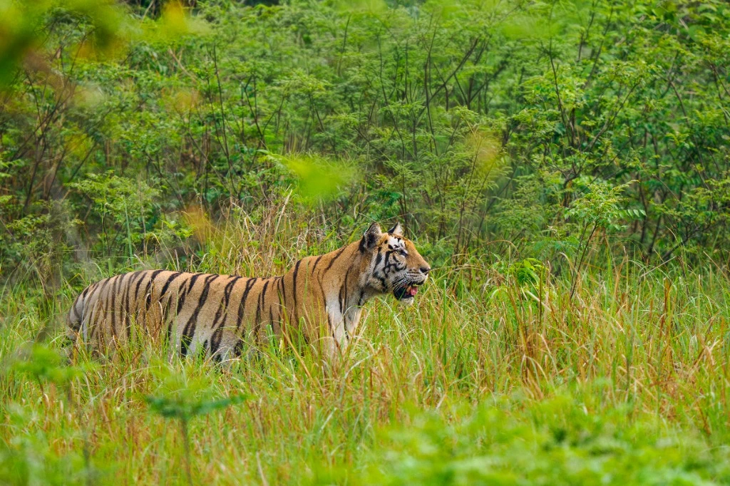 Tigre du Bengale dans la savane - Parc national de Bardia