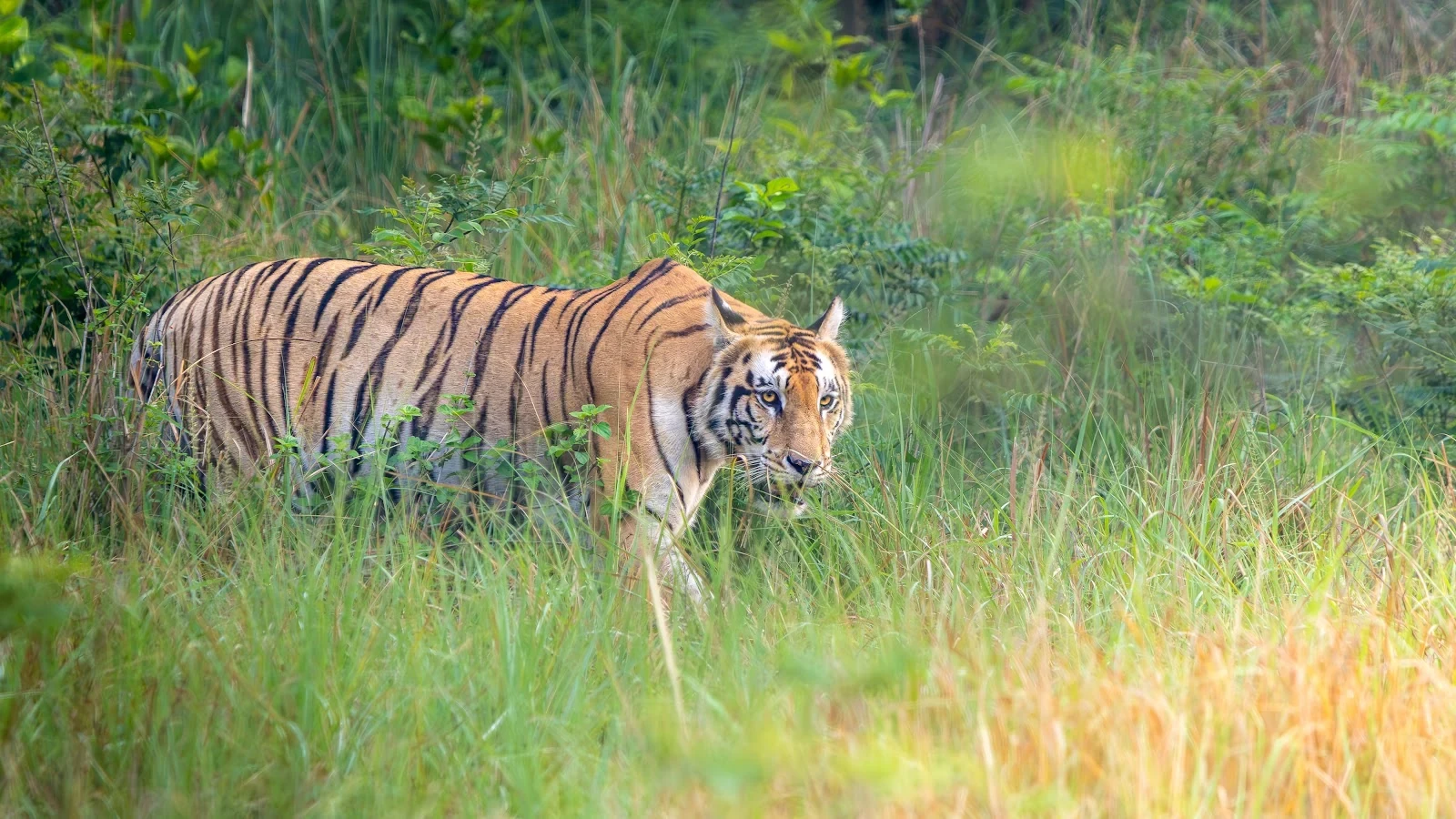 Tigre du Bengale dans la pénombre - Parc national de Bardia