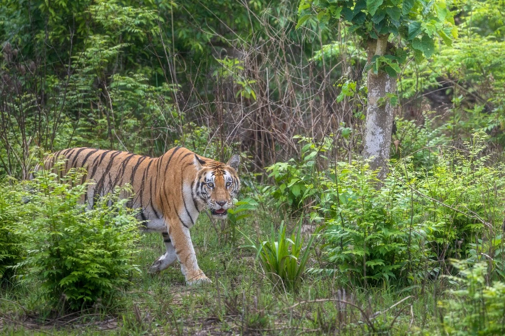 Tigre du Bengale royal - Parc national de Bardia