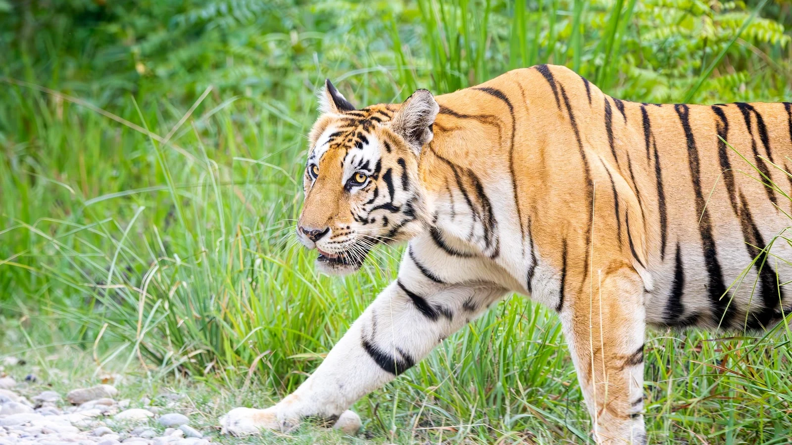 Tigre du Bengale traversant la rivière - Rivière Babai • Bardia