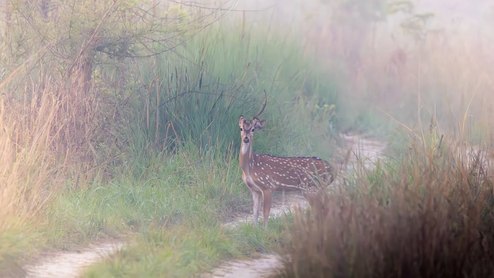 Harde de Cerfs Axis en clairière - Parc national de Bardia