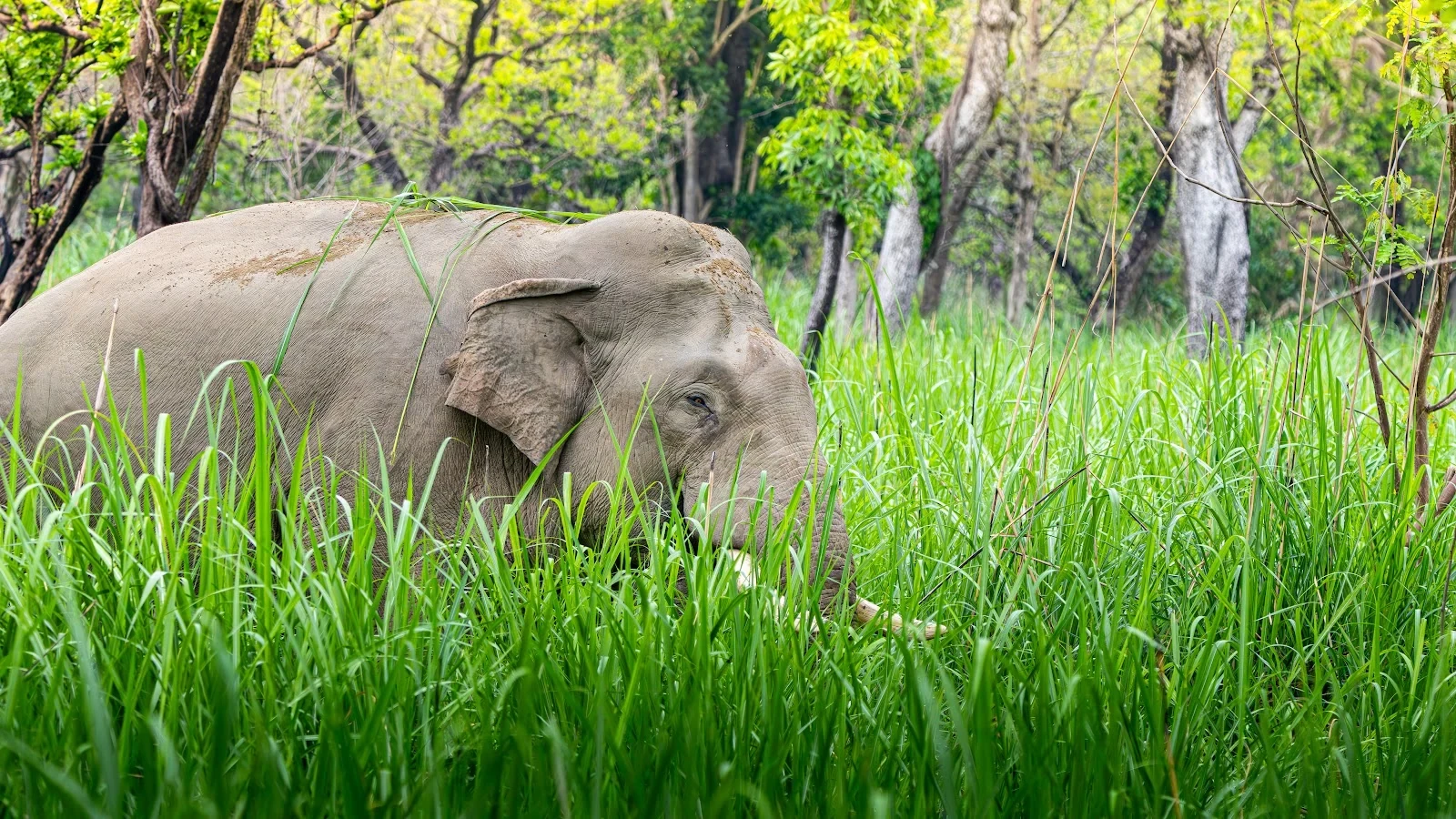 Troupeau d'éléphants d'Asie - Parc national de Bardia