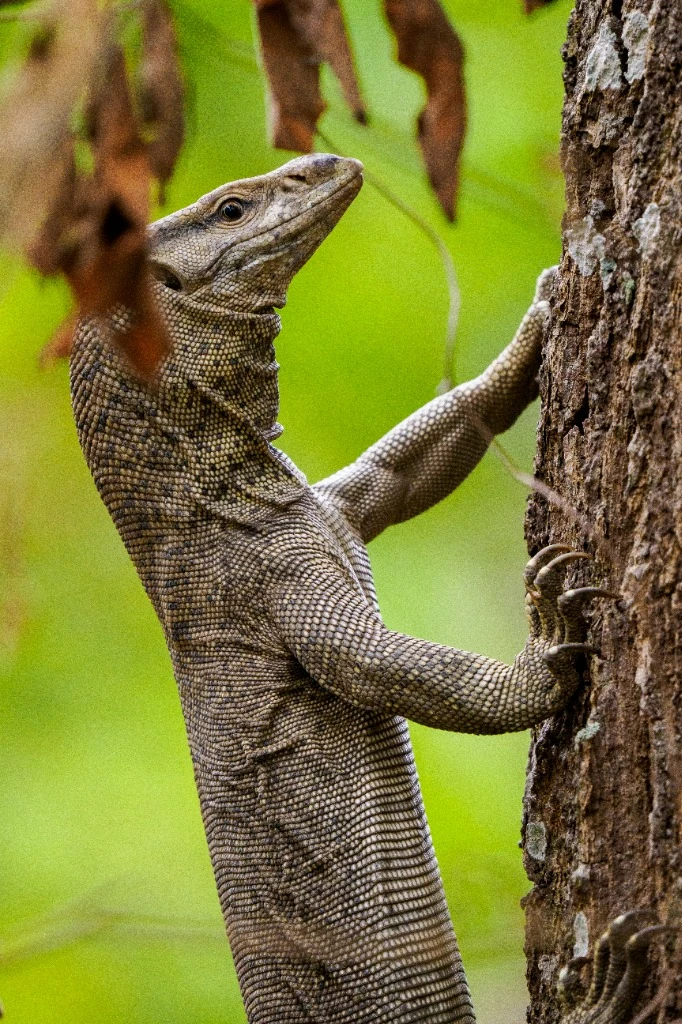 Varan du Bengale (Lézard géant) - Parc national de Bardia