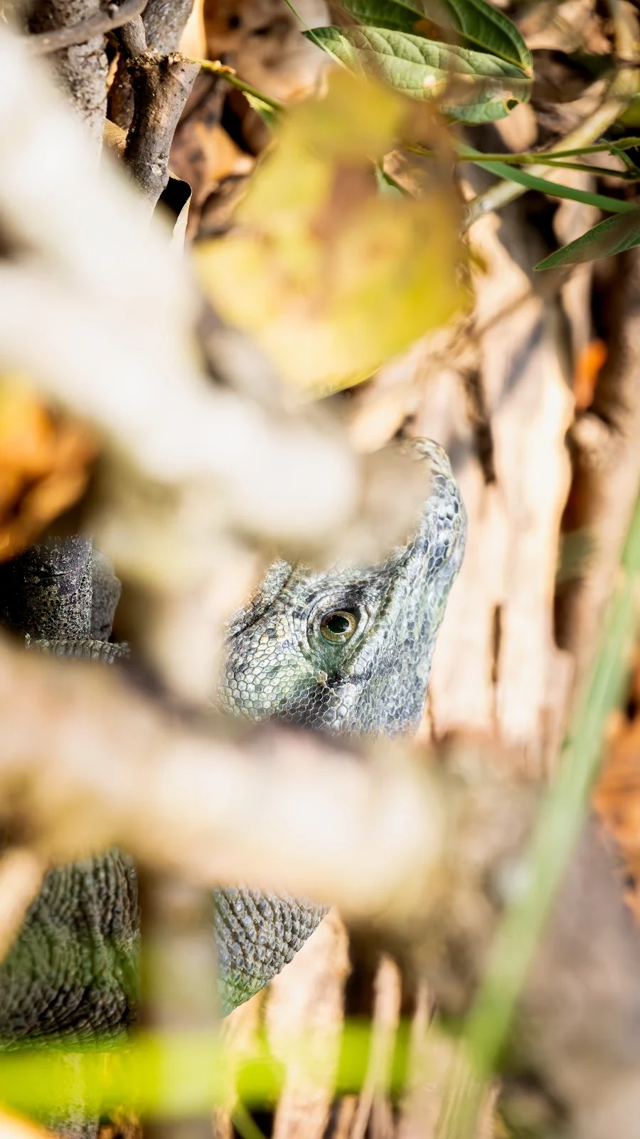 Varan du Bengale sur berge - Parc national de Bardia