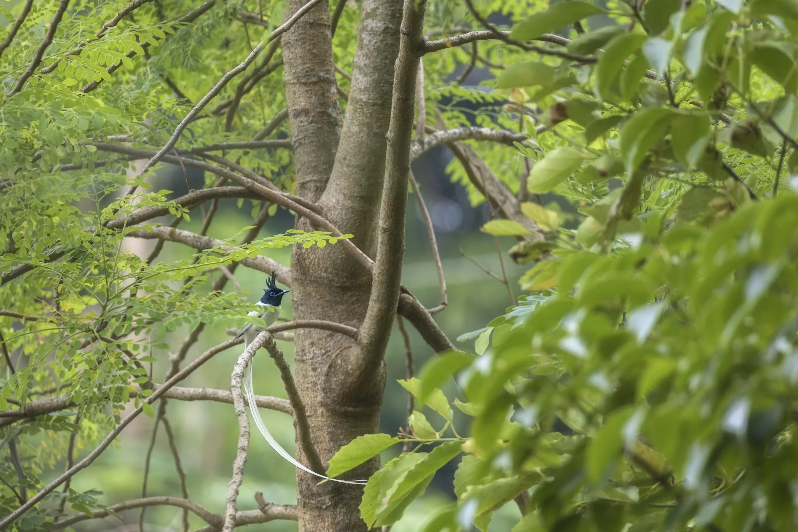 Bivouac sous les arbres