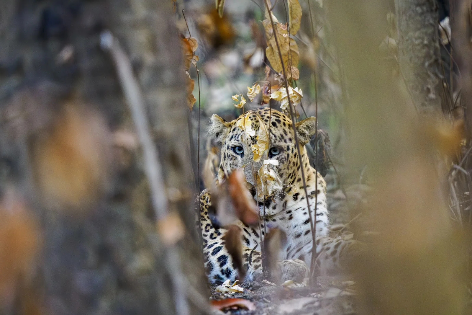 Jungle extrême – spécial faune sauvage
