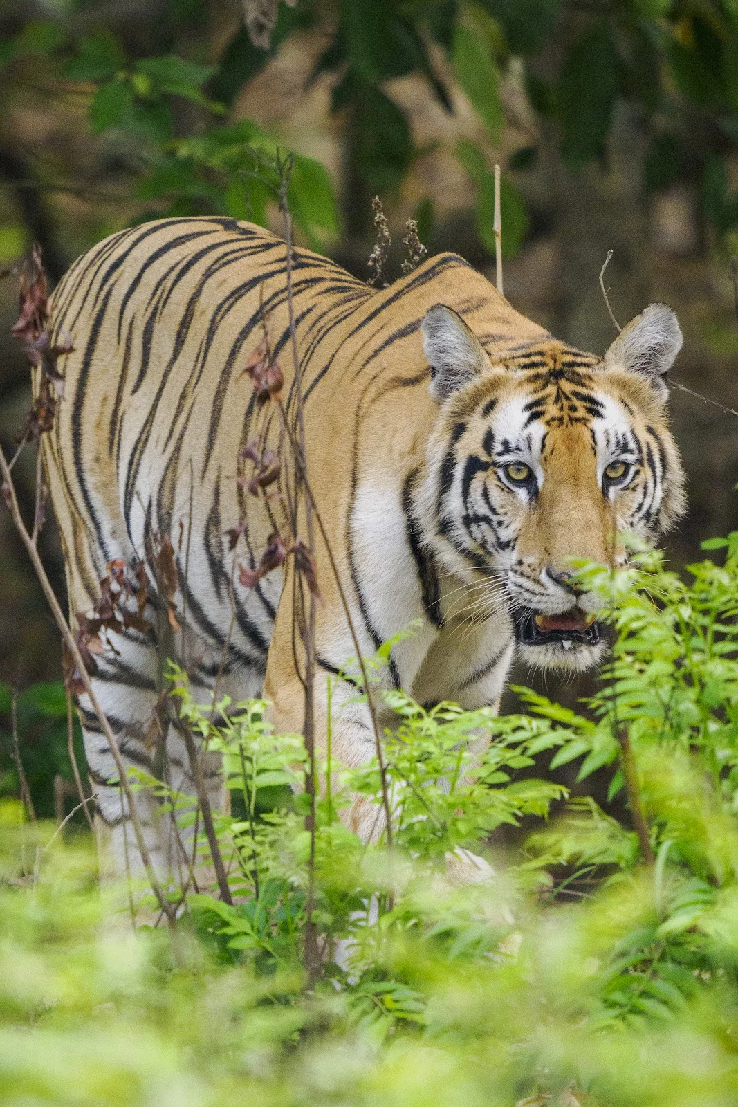 Tigre du Bengale sauvage