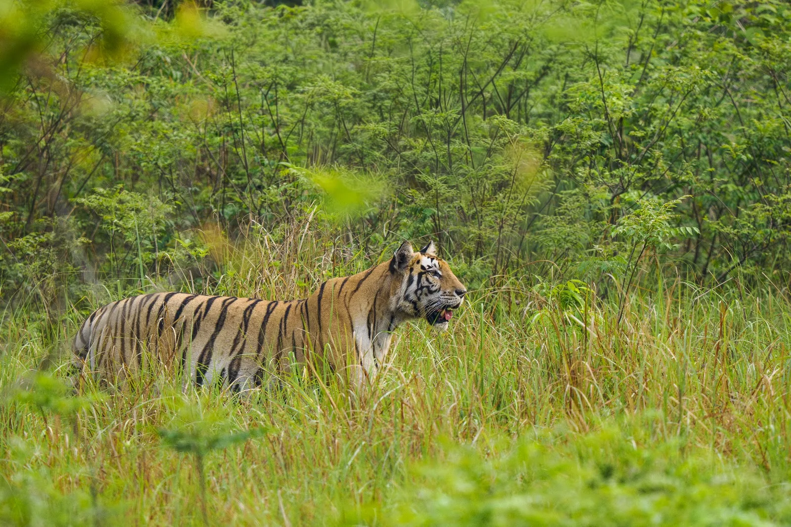 Chitwan + Bardia – l’aventure jungle complète