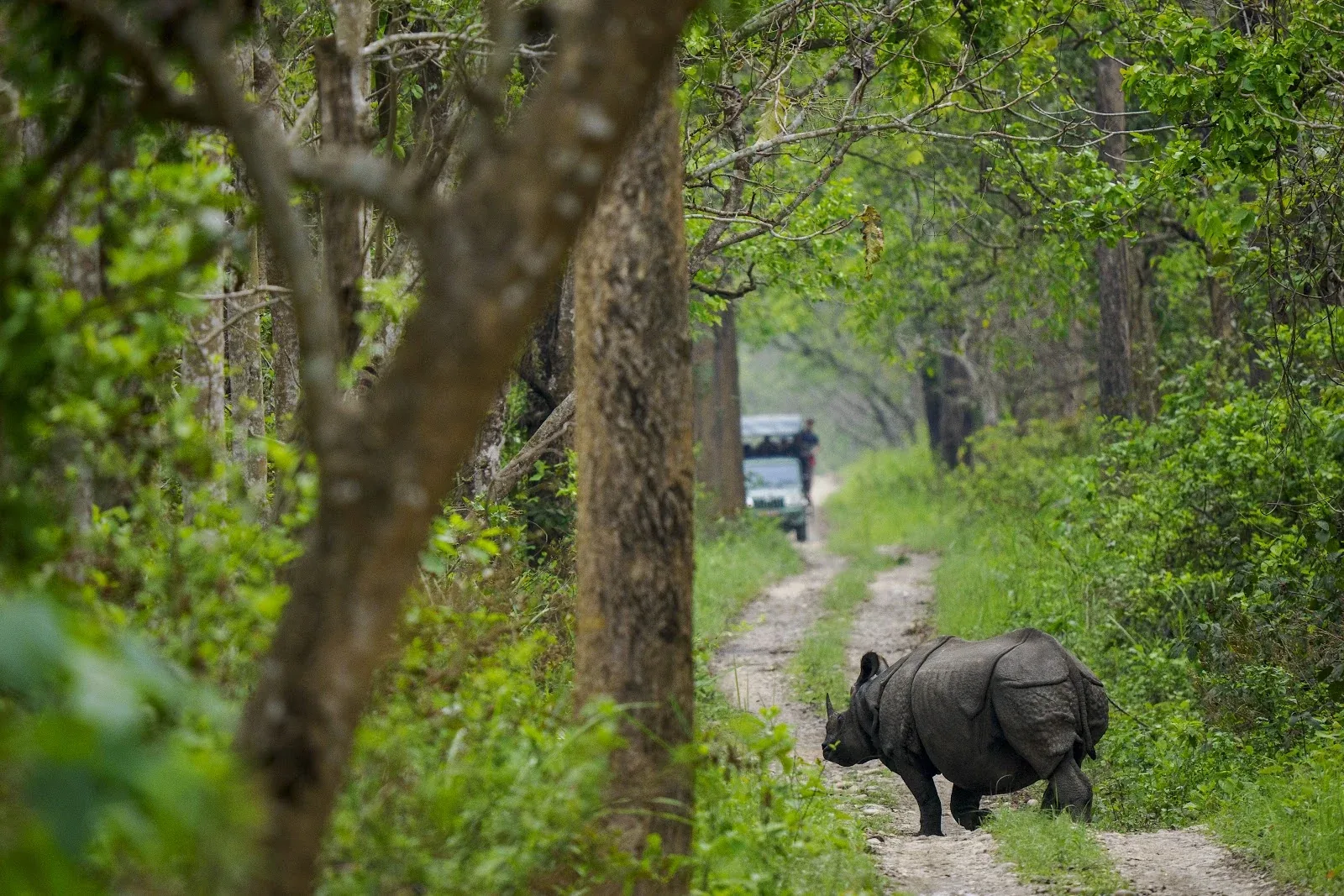 Grand Rhinocéros unicorne sur une piste forestière - Parc national de Chitwan
