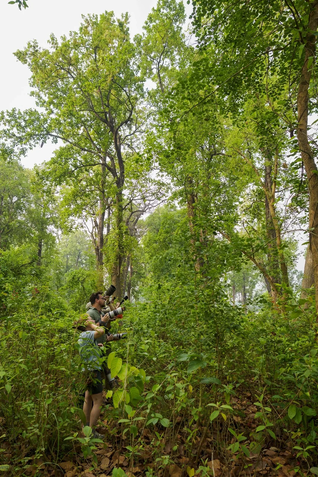 Guide naturaliste et pisteurs locaux en safari à pied d'observation de la faune en immersion totale dans la forêt primaire au parc national de Bardia, Teraï, Népal