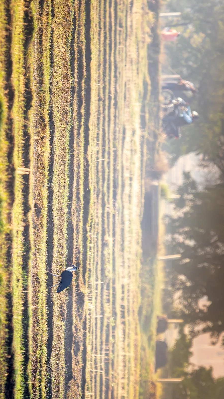 Cigogne épiscopale dans les marais - Parc national de Bardia