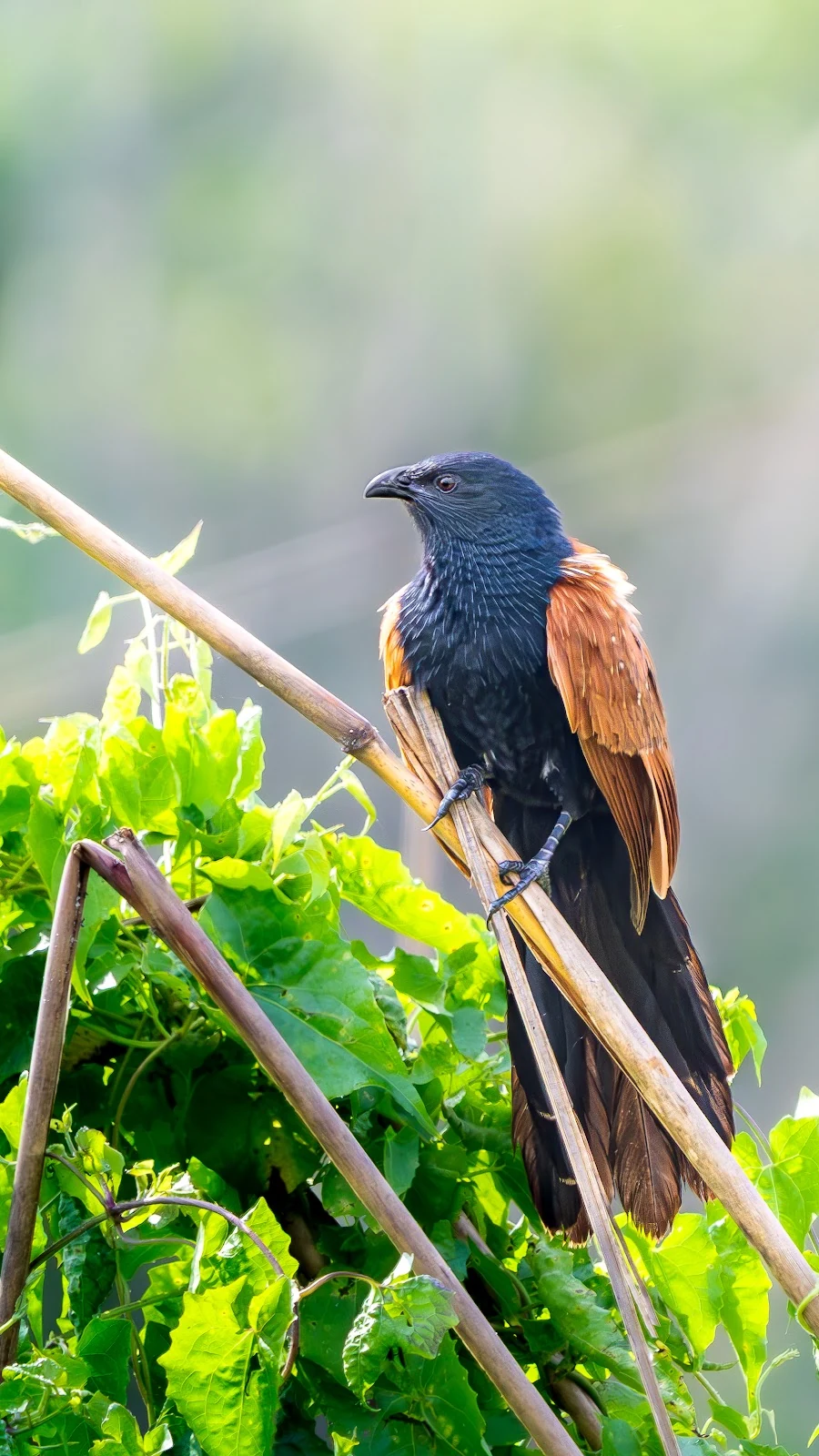 Coucal ruffon dans la végétation dense - Parc national de Chitwan
