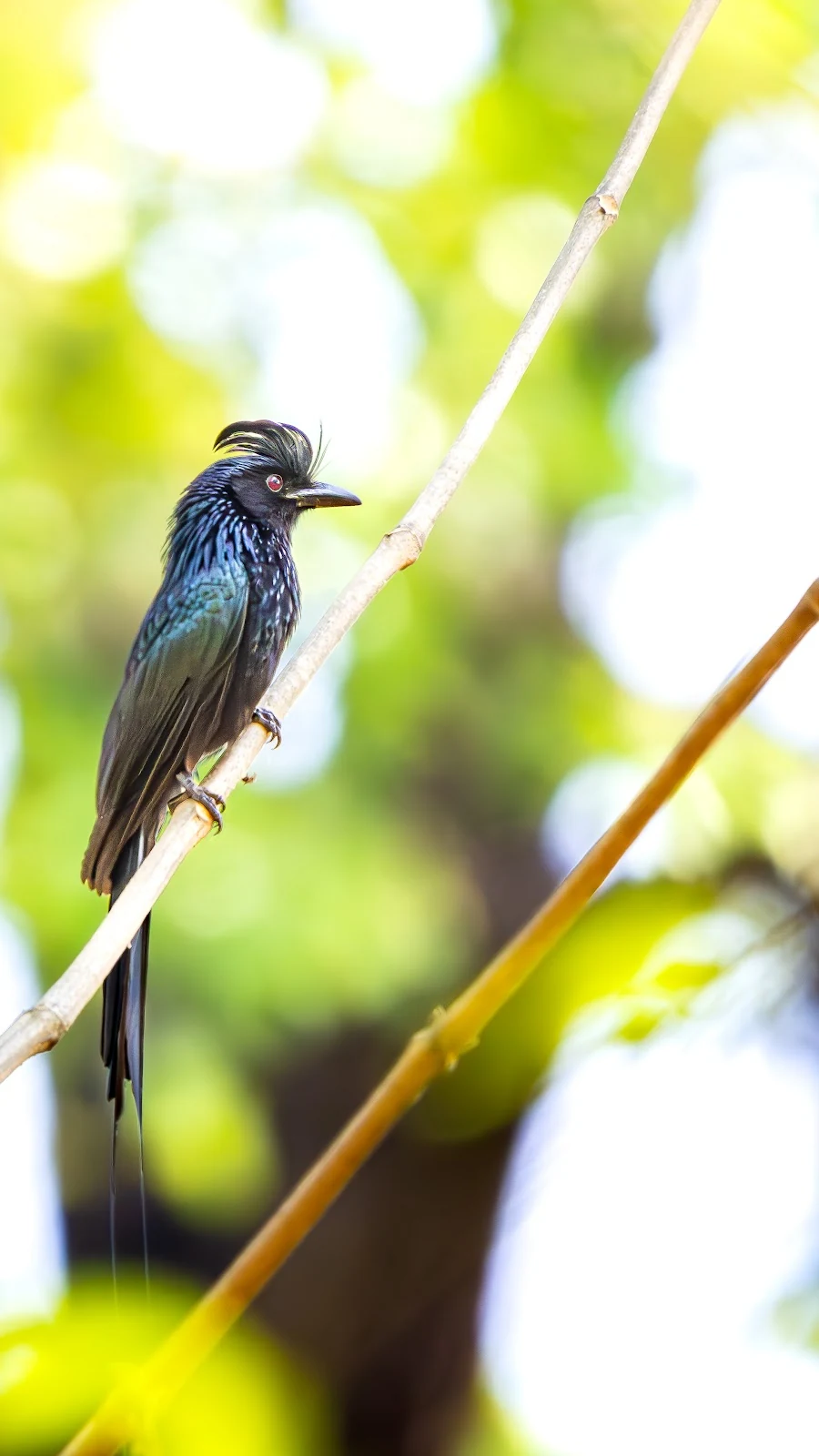 Drongo à raquettes dans les arbres de Sal - Parc national de Bardia
