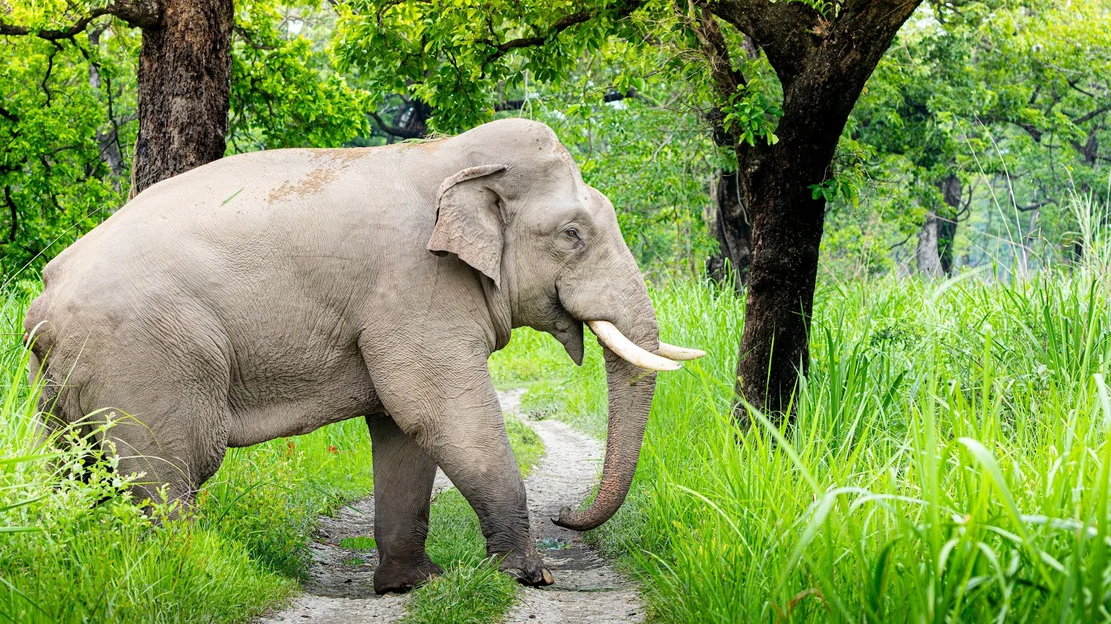 Wild Asian Elephants in Nepal: Terai Giants & Safe Tracking Guide (2026)