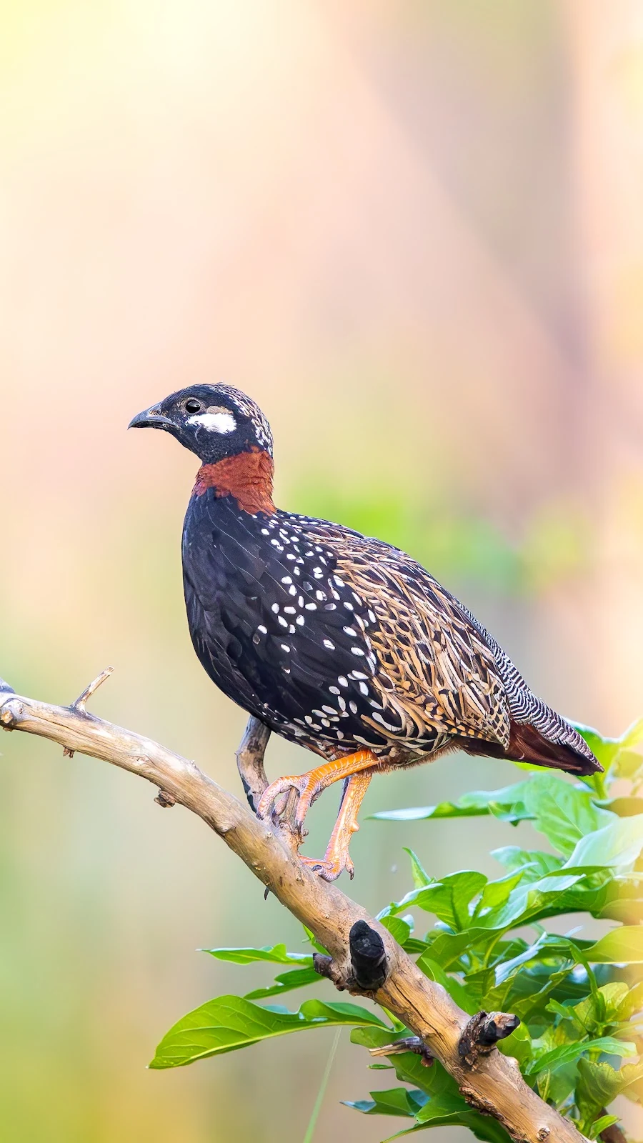 Francolin noir dans les herbes dorées - Parc national de Suklaphanta