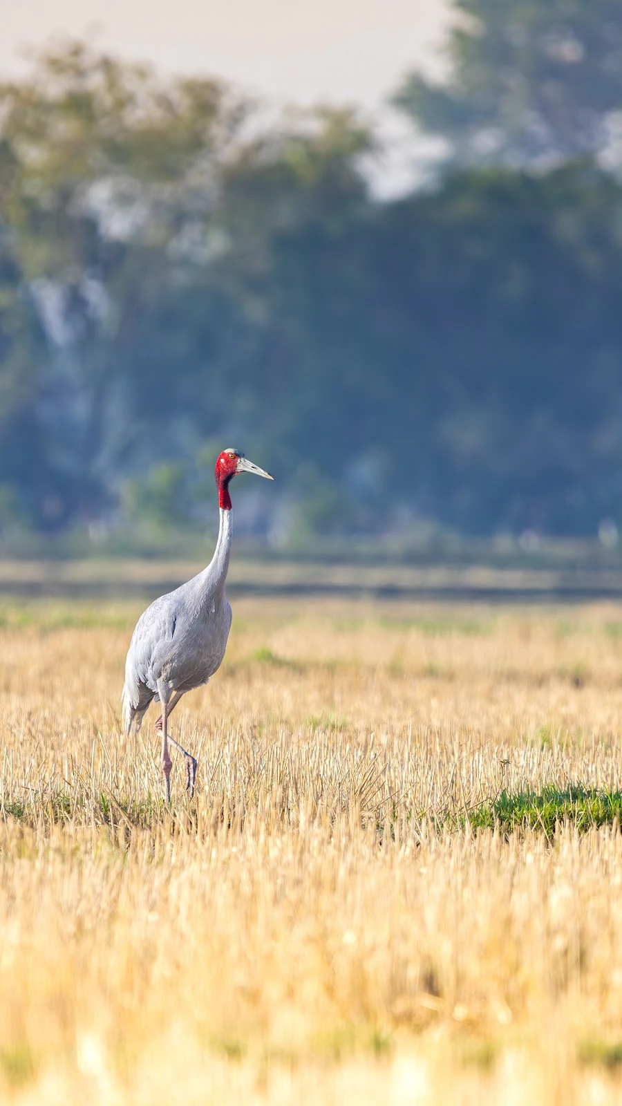 Couple de Grues antigones dans la plaine alluviale au lever du soleil au Népal
