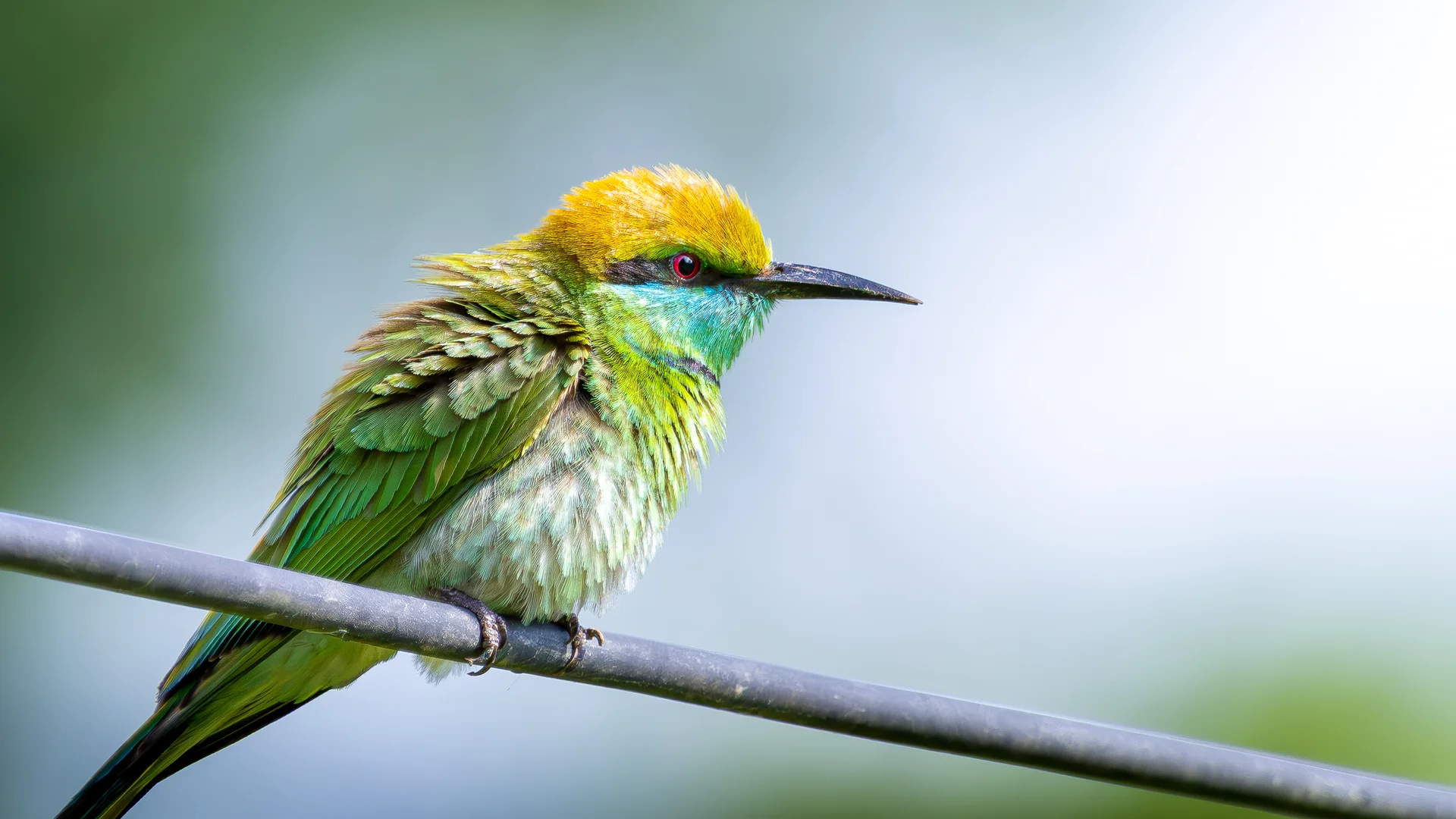 Guêpier d'Orient au plumage vert émeraude et gorge dorée