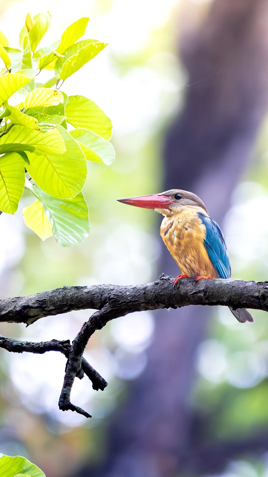 Martin-chasseur gurial (Stork-billed Kingfisher) - Parc national de Chitwan