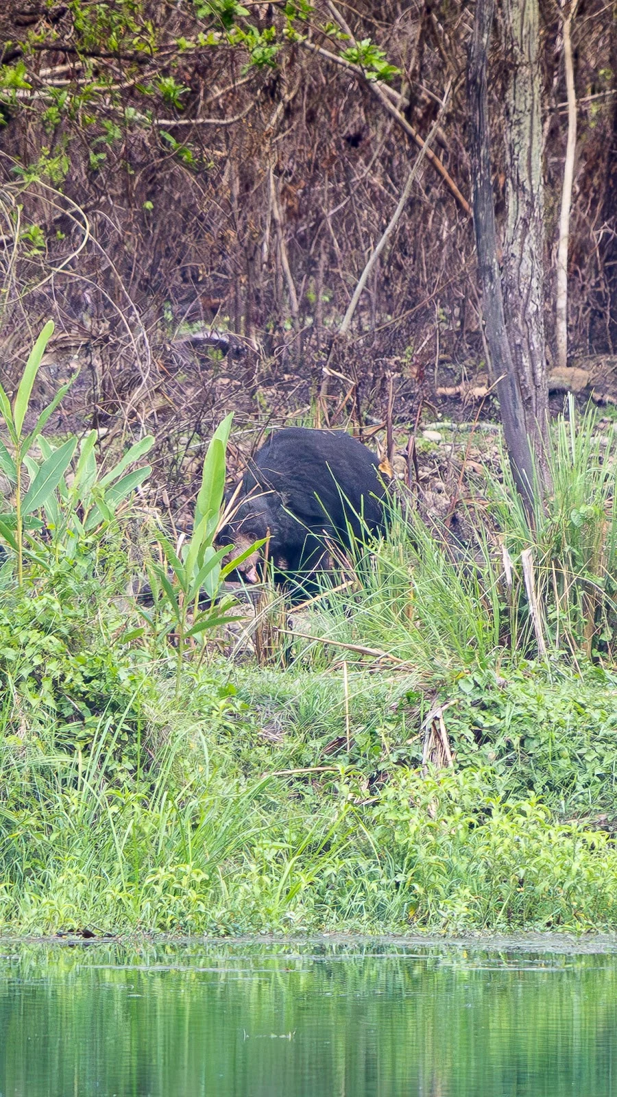 Ours lippu (Sloth Bear) - Parc national de Bardia