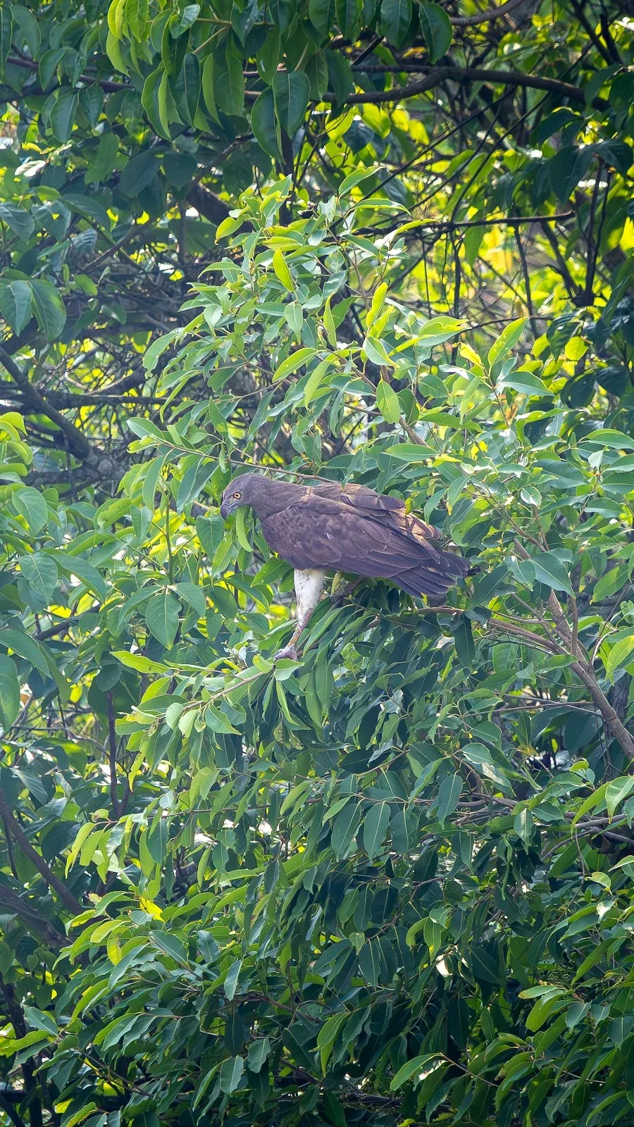 Pygargue à tête grise en vigie au-dessus des eaux - Parc national de Bardia