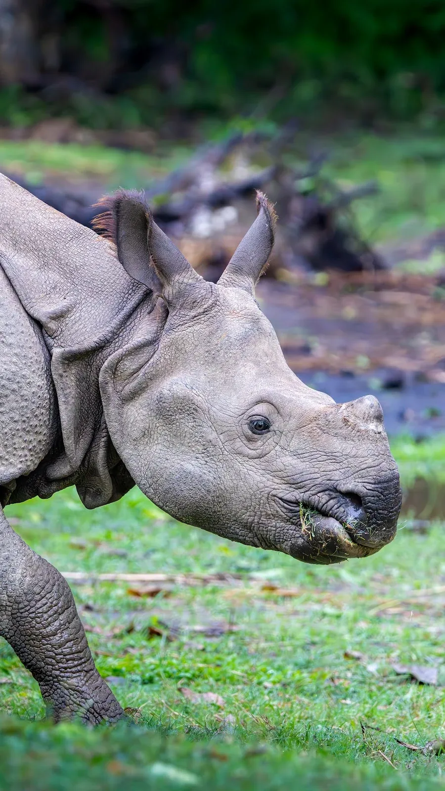 Grand rhinoceros unicorne observe dans les savanes et marecages de Bardia