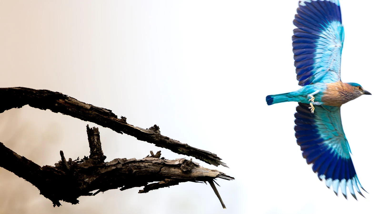 Rollier indien aux ailes bleu turquoise en affût sur une branche