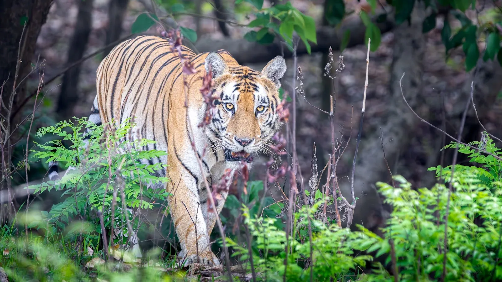 Tigre à Bardia : taux de réussite, statistiques d’observation et secrets d’affût (2026)