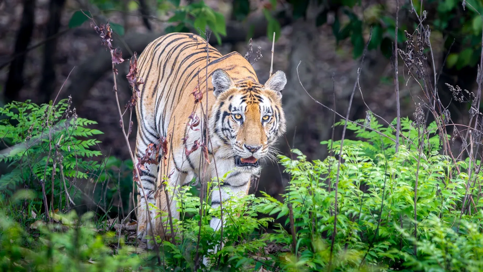 Cross-Border India & Nepal Safari: Corbett, Dudhwa, Suklaphanta & Bardia