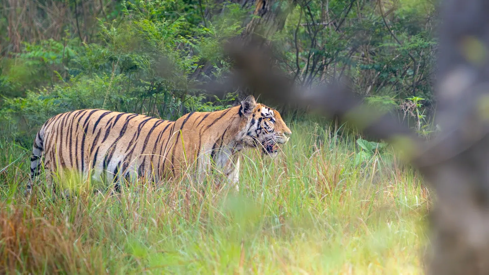 Wild Bengal tiger crossing river waters in Bardia National Park during dry season