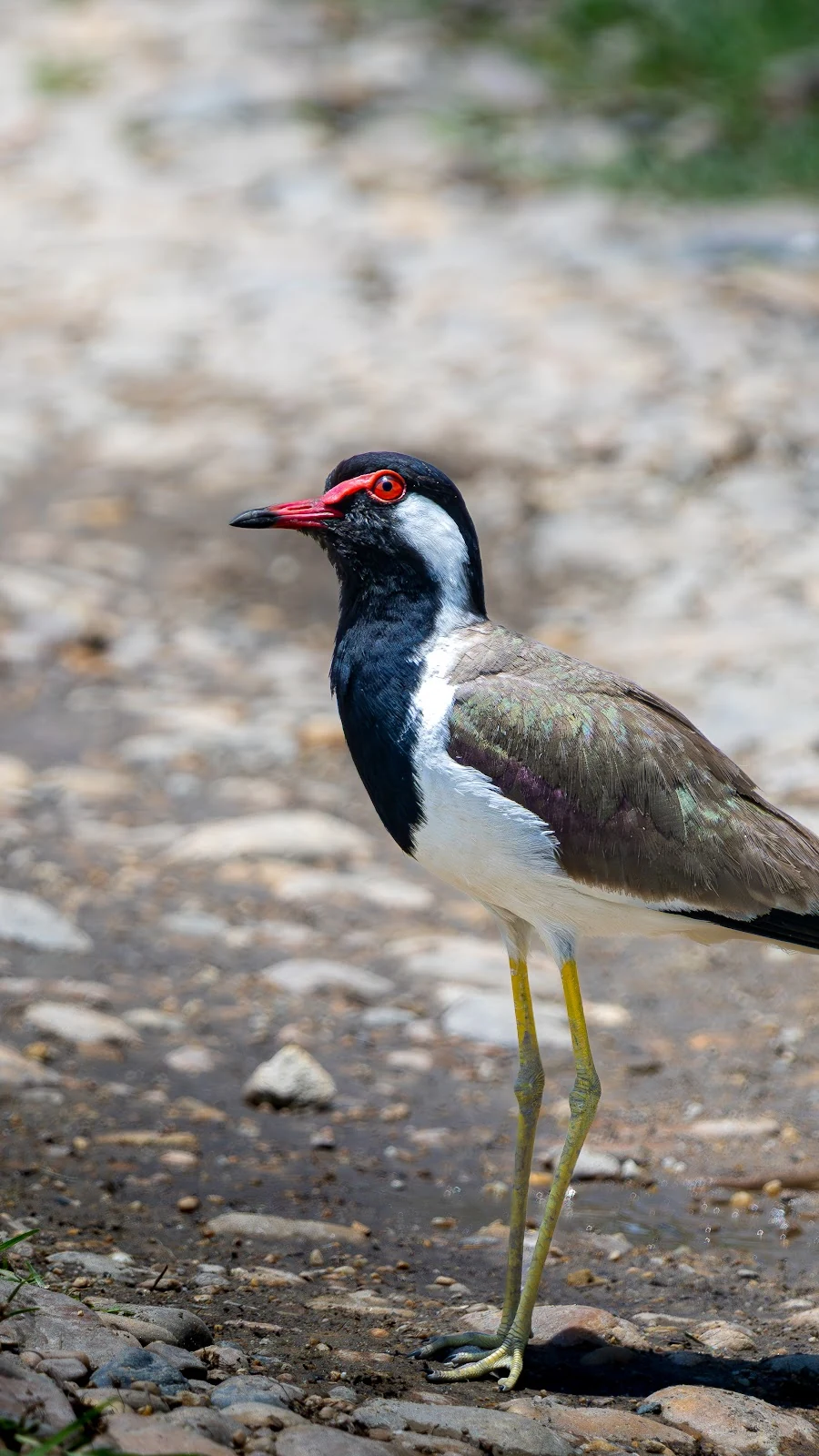 Vanneau indien sur les galets de rivière - Parc national de Bardia