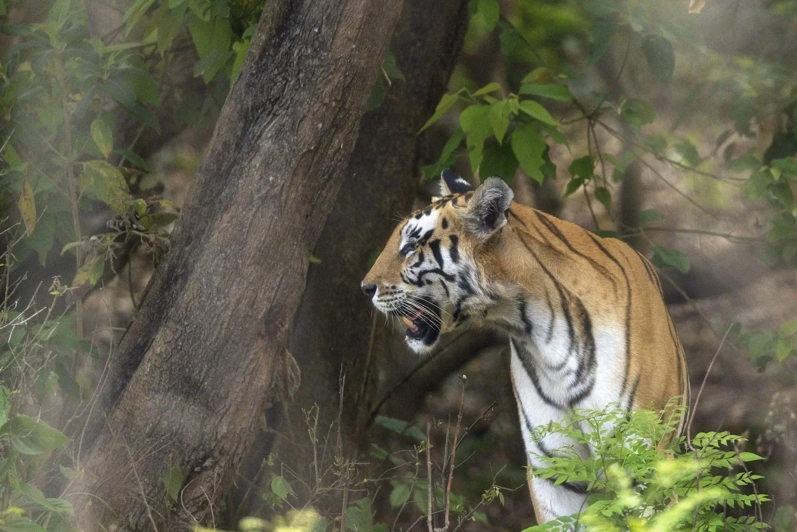 Tigre royal en pleine jungle de Bardia