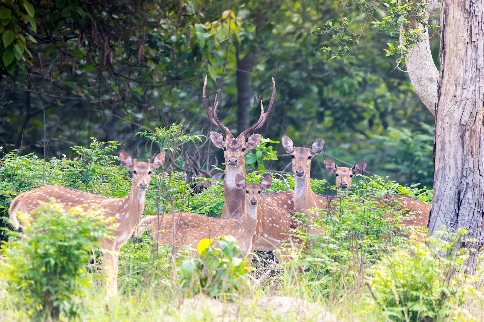 Cerfs et faune sauvage du Terai